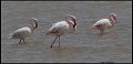 _9SB1330 greater flamingos